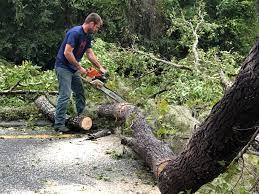 Professional Tree Care in Crescent Springs, KY